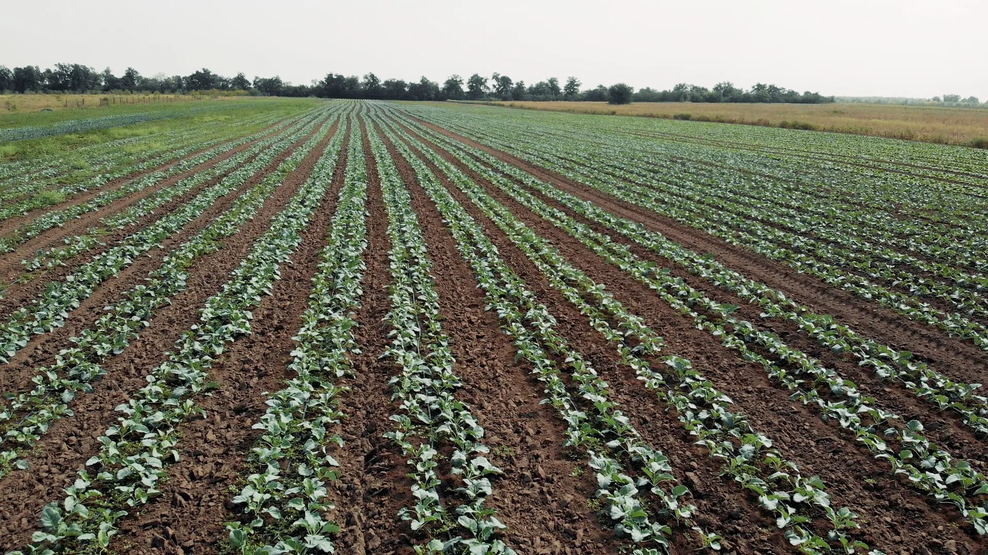 Productores DeOrigen