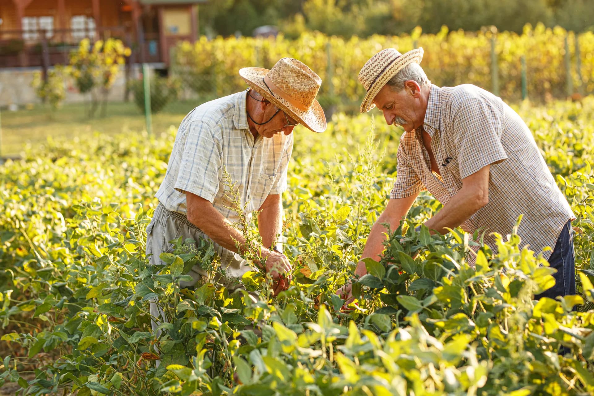 Agricultores trabajando en el campo